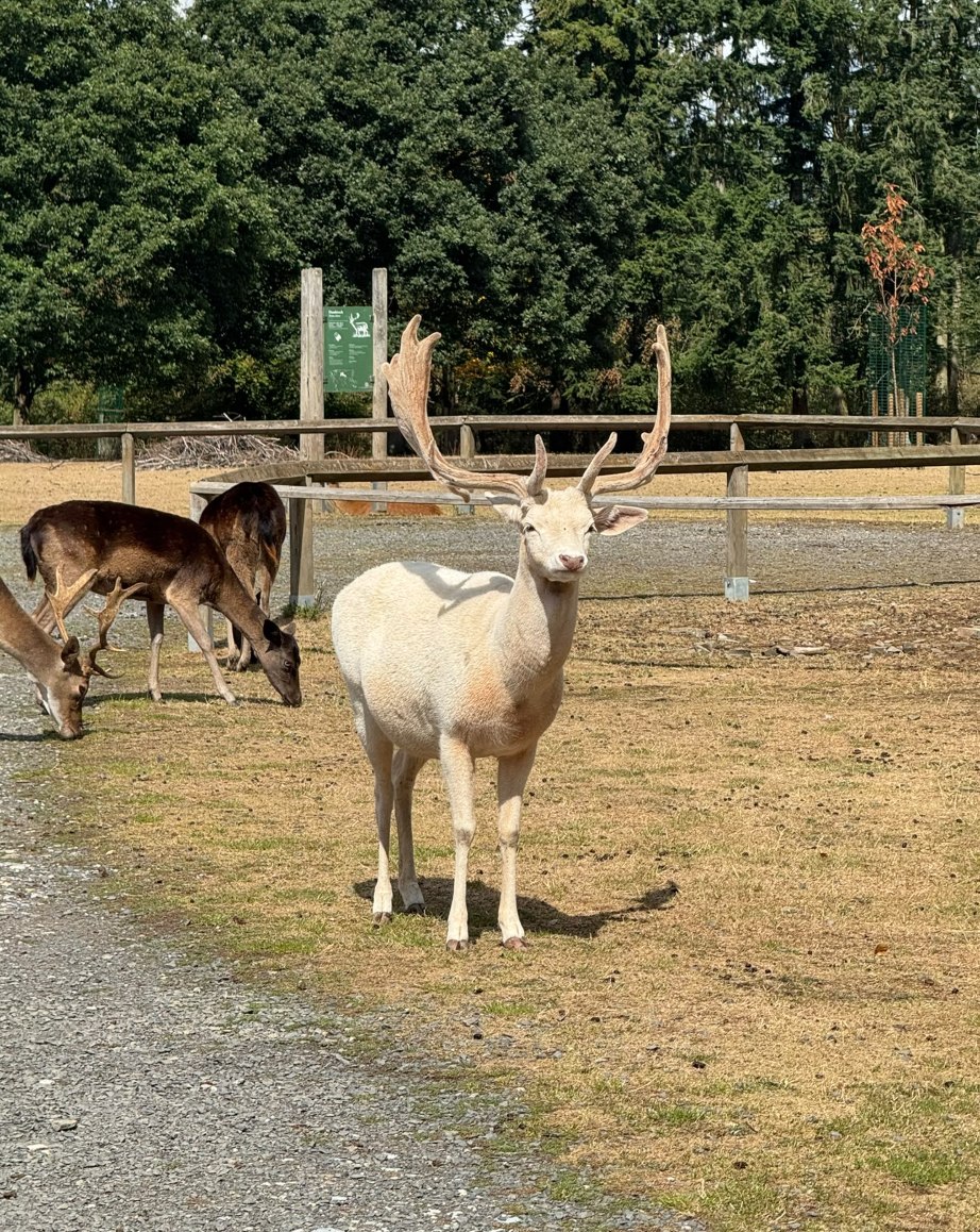 Ein heller Damhirsch mit Geweih vor weiteren Tieren in einem umzäunten Gehege